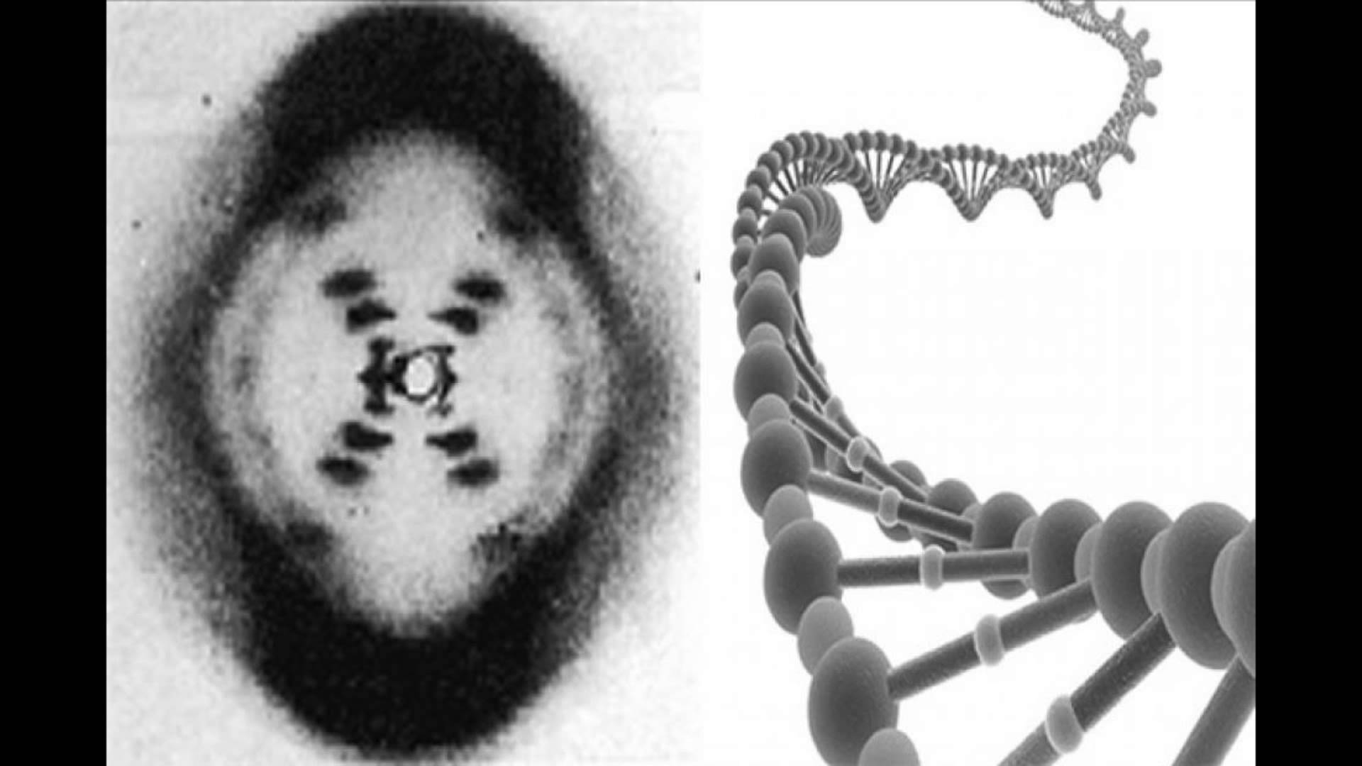 Chi Ha Scoperto Il Dna Donna La vera storia della scoperta del DNA: gli studi di Rosalind Franklin