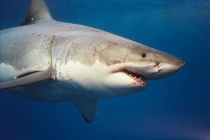 grande-squalo-bianco-11-300x200