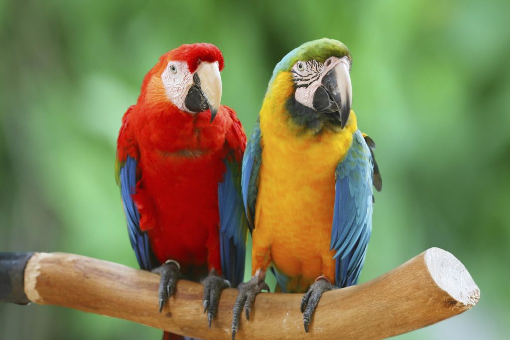 I pappagalli verso una progressiva estinzione, salviamoli