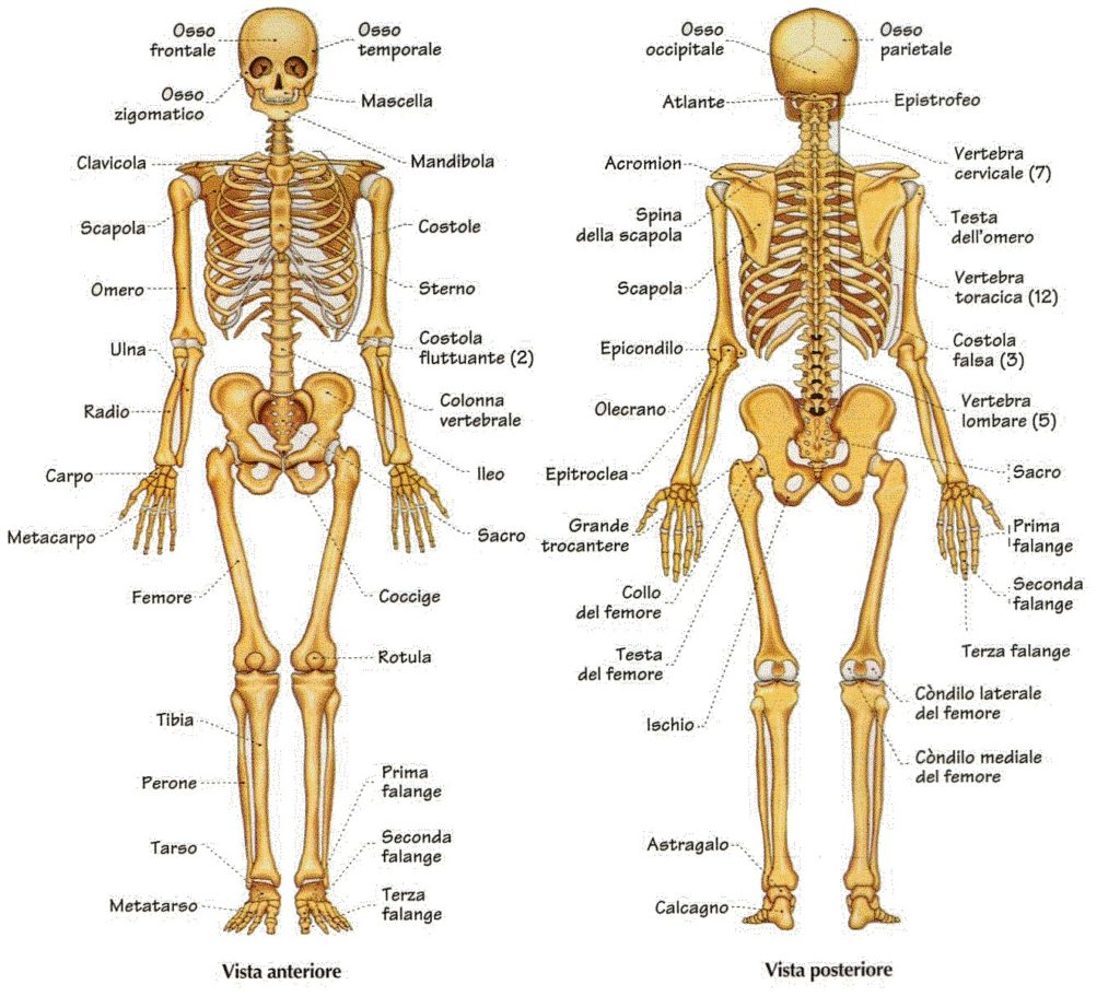 Le ossa, lo scheletro e le articolazioni sono il nostro sostegno