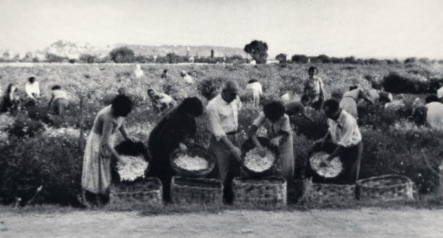 LE GELSOMINAIE, DI MILAZZO: STORIE DI DONNE VALOROSE