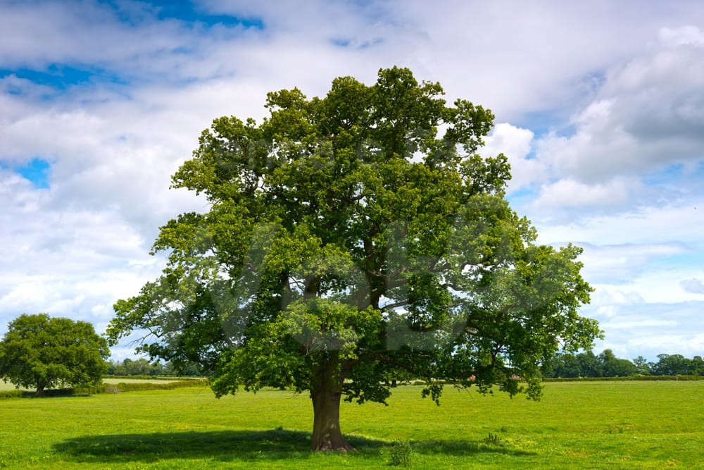 ALBERO GIORNATA NAZIONALE IL 21 NOVEMBRE