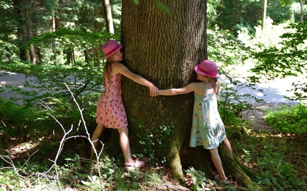 ALBERO GIORNATA NAZIONALE IL 21 NOVEMBRE