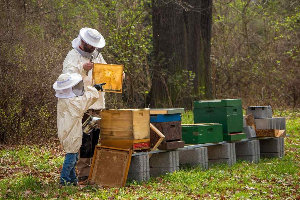 La transumanza delle api